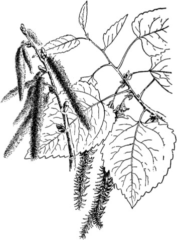 Aspen Leaves Coloring Page